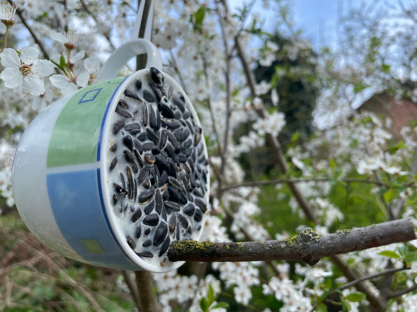 So macht Füttern Freude: Aus ausgedienten Tassen werden kreativ gestaltete Futterplätze, an denen Vögel sich die Kürbiskerne aus dem Wachs picken können. Im ZukunftsZentrum Dannenberg wurden diese besonderen Vogeltassen in sorgfältiger Handarbeit hergestellt. Jede Tasse ist ein Unikat. Die Vogeltassen sind eine originelle Geschenkidee für jeden Vogelfreund. Und der nächste Winter kommt bestimmt!